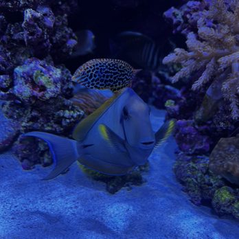 Lax Aquarium - Beautiful and healthy Fish don't have a problem with them at all. - Pet Stores Near Me - Los Angeles, California Lax Aquarium - Beautiful and healthy Fish don't have a problem with them at all. - Pet Stores Near Me - Los Angeles, California