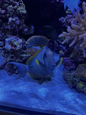 LAX Aquarium by null