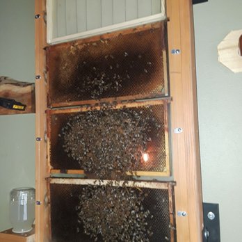 The HiVe Taphouse - Indoor bee hive? Yes.....totally cool !!!!!! - Breweries Near Me - Oregon City, Oregon