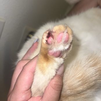Petrichor Pet Salon - Back right foot bleeding - Pet Groomers Near Me - Irvine, California Petrichor Pet Salon - Back right foot bleeding - Pet Groomers Near Me - Irvine, California
