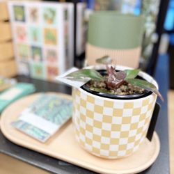 Lichen - Discover unique plant varieties. Mix and match with modern + classic planters to fit your style