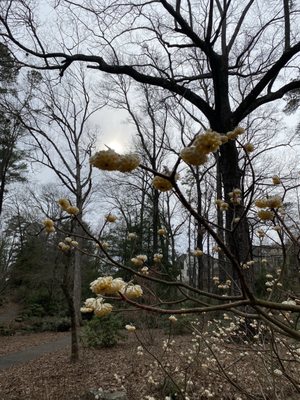 Birmingham Botanical Gardens by null