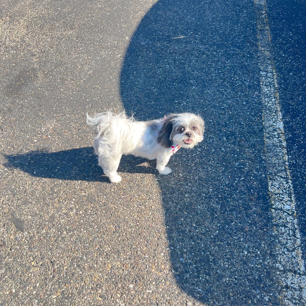 Clip N Clean - Pet Sitting Near Me - Tacoma, Washington