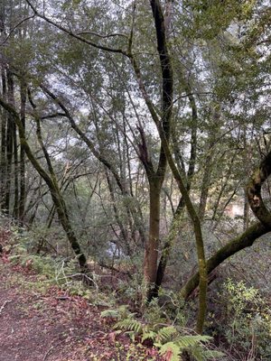 Trione-Annadel State Park by null