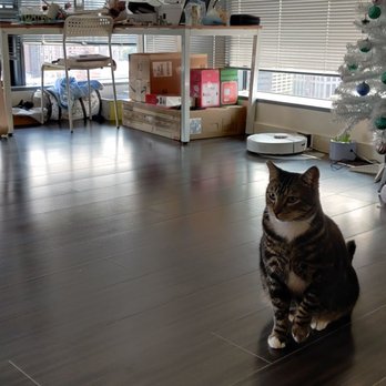 The Dazzle Cleaning Company - Home clean again! Cat loves it - Home Cleaning Near Me - Seattle, Washington The Dazzle Cleaning Company - Home clean again! Cat loves it - Home Cleaning Near Me - Seattle, Washington