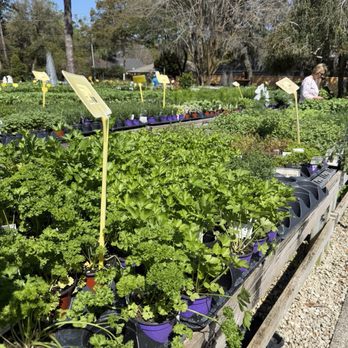 Ace Garden Center - Herbs - Nurseries & Gardening Near Me - St. Simons, Georgia