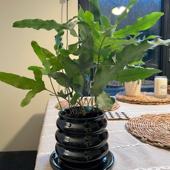 Brooklyn Horticulture Studio - Cool pot and plant from the shop! - Arts & Crafts Near Me - Brooklyn, New York Brooklyn Horticulture Studio - Cool pot and plant from the shop! - Arts & Crafts Near Me - Brooklyn, New York