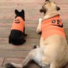 Milford Veterinary Services gift card