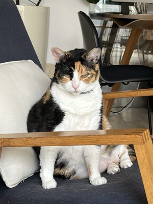 The Late Birds Lisbon by null