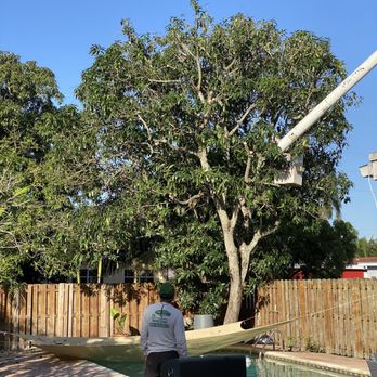 All About Trees Tree Service - Tree Services Near Me - Fort Lauderdale, Florida All About Trees Tree Service - Tree Services Near Me - Fort Lauderdale, Florida