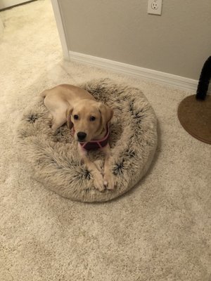 puppy store on dale mabry