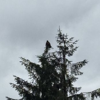 Wild Wolf Tours - Tours Near Me