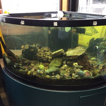 Marine Life Center - Aquariums Near Me - Bellingham, Washington Marine Life Center - Aquariums Near Me - Bellingham, Washington
