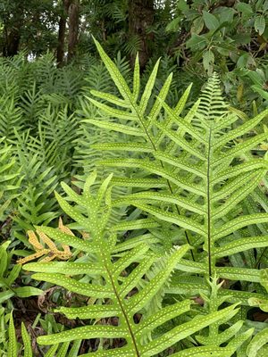 Hauʻula Loop Trail by null
