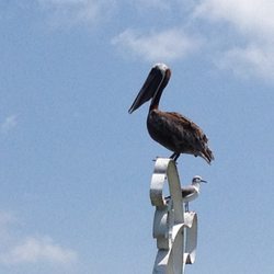 No Pier Pressure Charters