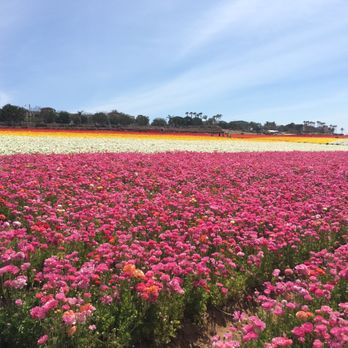 The Flower Fields - Flower Fields March 2019 - Venues & Event Spaces Near Me - Carlsbad, California The Flower Fields - Flower Fields March 2019 - Venues & Event Spaces Near Me - Carlsbad, California