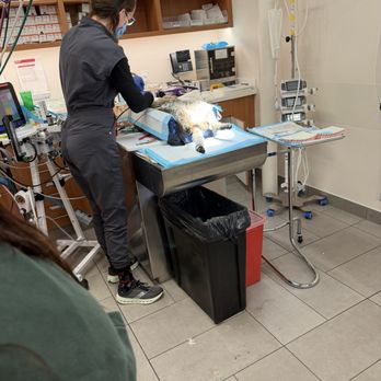 VEG ER for Pets - getting him ready - Emergency Pet Hospital Near Me - Stevenson Ranch, California VEG ER for Pets - getting him ready - Emergency Pet Hospital Near Me - Stevenson Ranch, California