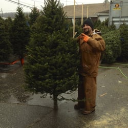 Uncle Steve's Christmas Trees - Uncle Steve at our southern NH retail lot located between Manchester, NH and Concord, NH.
