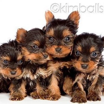 Collier Ranch Yorkies - Collier Ranch pups posing for Kimball Stock calendars...Best of the Best - Pet Breeders Near Me Collier Ranch Yorkies - Collier Ranch pups posing for Kimball Stock calendars...Best of the Best - Pet Breeders Near Me