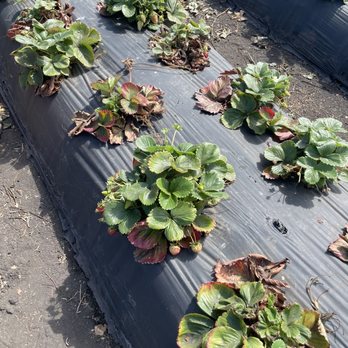 Blue House Farm - Farmers Market Near Me - San Gregorio, California