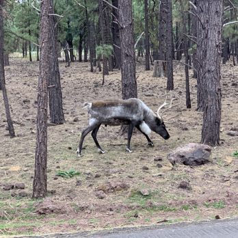 Bearizona - Zoos Near Me - Williams, Arizona
