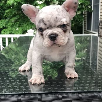 Fairytale Frenchies - Our Frenchie who died from a sever seizure on this past Father's Day at 2 AM - Pet Breeders Near Me Fairytale Frenchies - Our Frenchie who died from a sever seizure on this past Father's Day at 2 AM - Pet Breeders Near Me