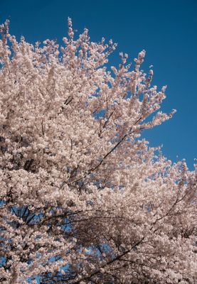 Gibbs Gardens by null