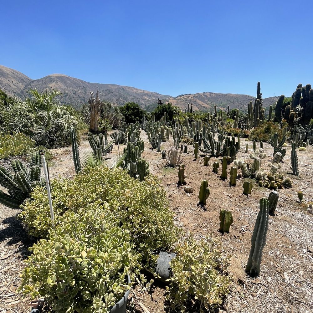 Sal’s Cactus Mart - Nurseries & Gardening Near Me - Fillmore, California Sal’s Cactus Mart - Nurseries & Gardening Near Me - Fillmore, California