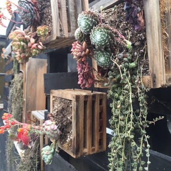 Devout Coffee - Succulents! - Coffee Roasteries Near Me - Fremont, California Devout Coffee - Succulents! - Coffee Roasteries Near Me - Fremont, California