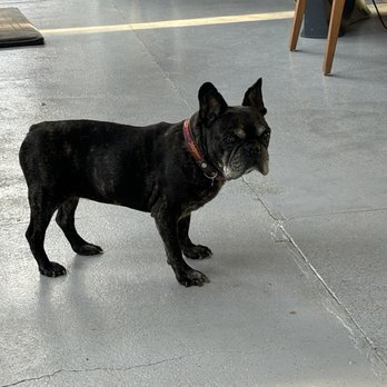 Carlitos Place - Love this dog - quite old but moves around well and is very polite.  He didn't approach or bother us - just a cutie! - Sushi Bars Near Me - El Pescadero, BCS