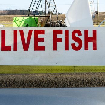 Smith Creek Fish Farm - Lakes Near Me - Bliss, New York Smith Creek Fish Farm - Lakes Near Me - Bliss, New York