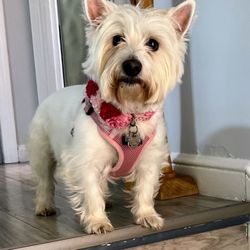 PAWS Veterinary Urgent Care - My baby girl! Bella!