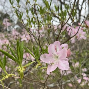 Arnold Arboretum - Parks Near Me - Boston, Massachusetts