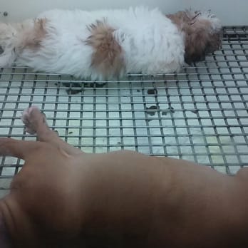 Petland Largo - (っ‸c) - Pet Stores Near Me - Largo, Florida Petland Largo - (っ‸c) - Pet Stores Near Me - Largo, Florida