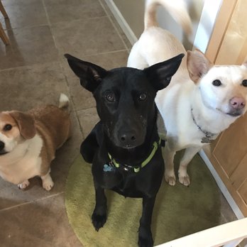 Adopt A Doggie - Lulu, Chance (fka Hansel) and Silvie for a doggie play date - Pet Adoption Near Me Adopt A Doggie - Lulu, Chance (fka Hansel) and Silvie for a doggie play date - Pet Adoption Near Me