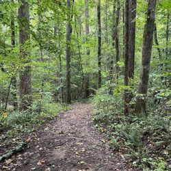 Rockwood Park - Dirt trail