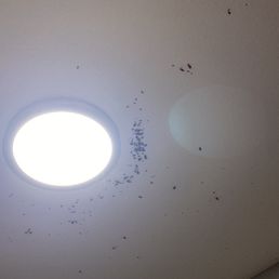 roach infestation on ceiling roach infestation on ceiling