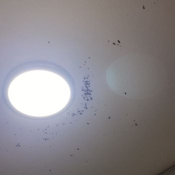 Hampton Inn & Suites Conroe - I-45 North - roach infestation on ceiling - Hotels Near Me - Conroe, Texas Hampton Inn & Suites Conroe - I-45 North - roach infestation on ceiling - Hotels Near Me - Conroe, Texas