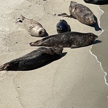 La Jolla - Beaches Near Me - San Diego, California La Jolla - Beaches Near Me - San Diego, California