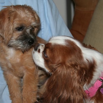 Paw In Order - Hazel and George - Pet Sitting Near Me - Orange, California