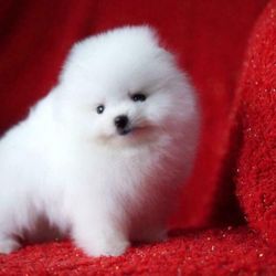 Pets at Home London - Pomeranian cross puppies for sale - 6/8 pomeranian 1/8 chihuahua and 1/8 bichon The first two pictures are a boy, second two a girl and las