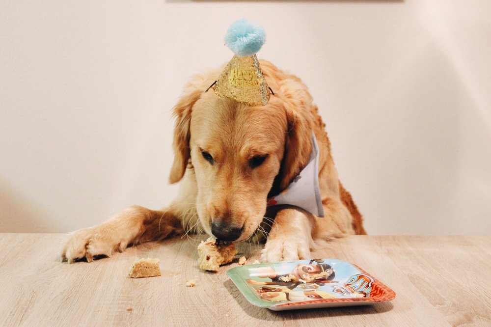 NORTH WEST CANINE CAKES Updated August 2024 50 Photos Gresham