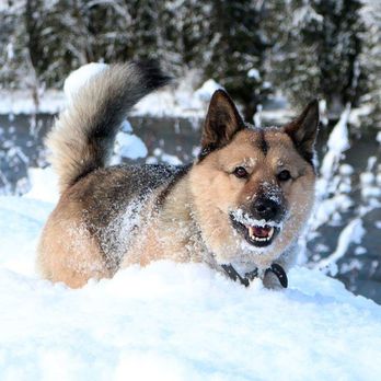 Inland Pet Care - Dog Walkers Near Me Inland Pet Care - Dog Walkers Near Me
