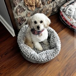 Shear Pooch