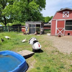 Parky's Farm - Turkey and other birds