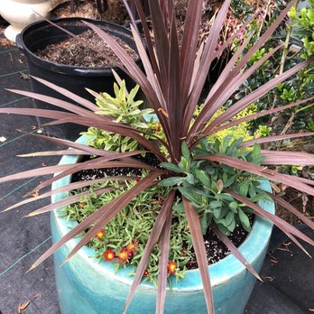 Pinecone Home and Garden Center - Nice idea for container plants! - Nurseries & Gardening Near Me - New Bern, North Carolina Pinecone Home and Garden Center - Nice idea for container plants! - Nurseries & Gardening Near Me - New Bern, North Carolina