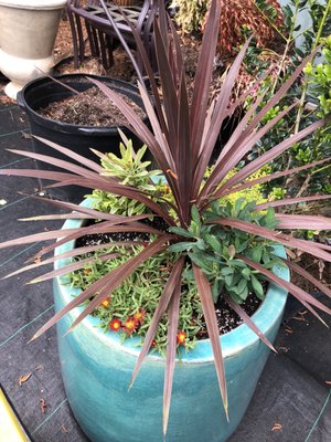 PINECONE HOME AND GARDEN CENTER - 4136 Dr M L King Jr Blvd, New Bern