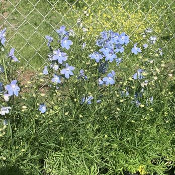 Plants & Planters - Nurseries & Gardening Near Me - Richardson, Texas Plants & Planters - Nurseries & Gardening Near Me - Richardson, Texas