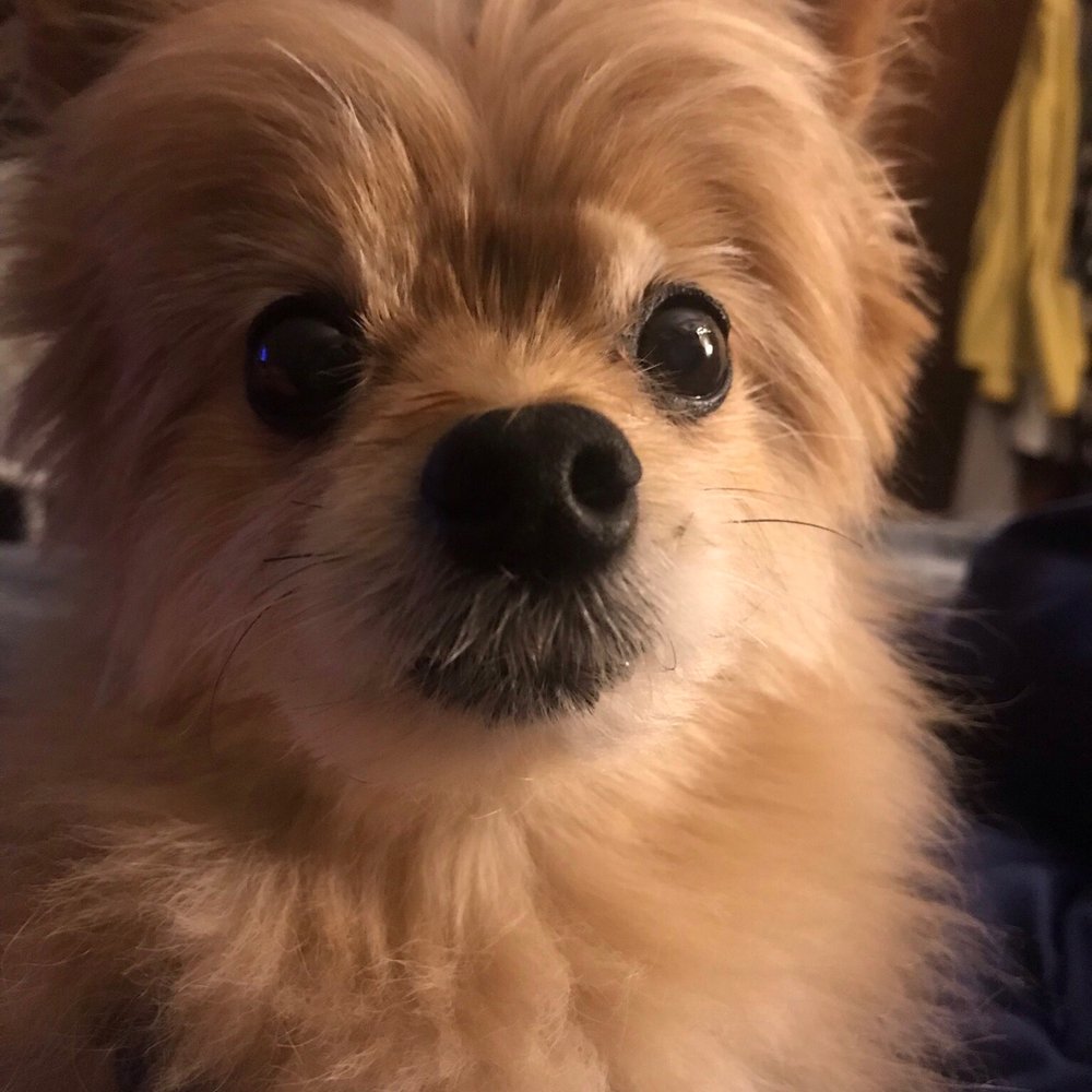 DaySmart The 10 Funniest Dog Kennel And Dog Grooming Names