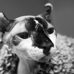 Pioneer Animal Hospital